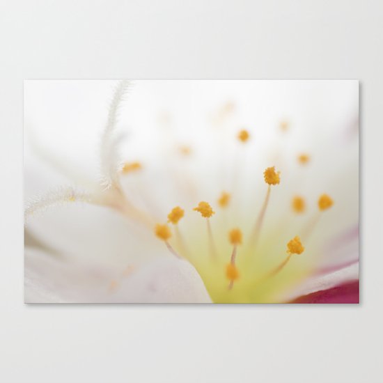 Mornings Canvas Print