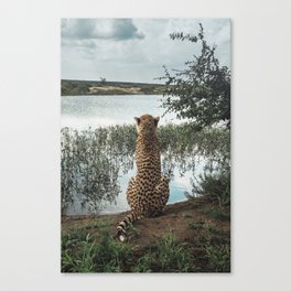 Cheetah and the Rain Canvas Print