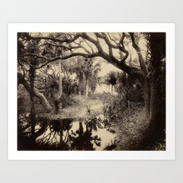 Live Oaks and Palmetto, Everglades, Florida, Vintage Art Print