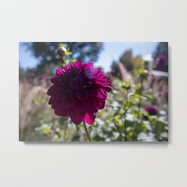 "Purple Dahlia Delight" Flower Photo Art Metal Print