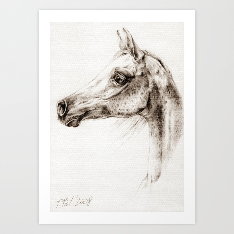Arabian Horse Head Pencil Drawing Art Print By Canisart Society6