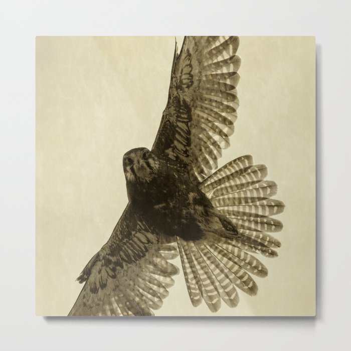Falcon Stare Metal Print