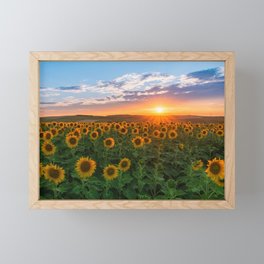 Sunset over sunflowers	 Framed Mini Art Print
