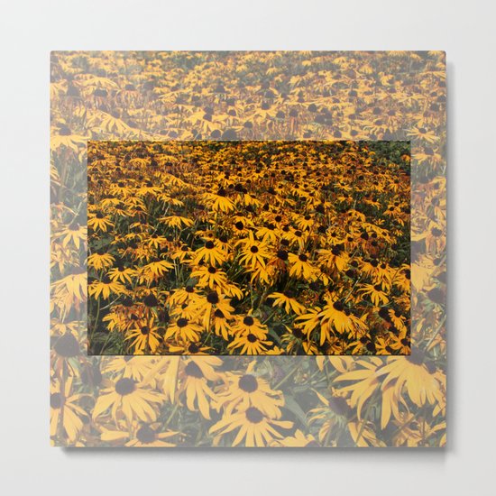 Black-Eyed Susans Metal Print