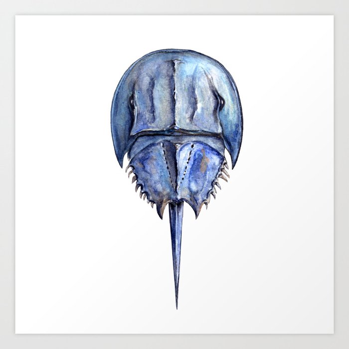 Blue Horseshoe Crab Art Print