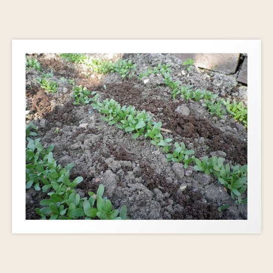 Methi Art Print