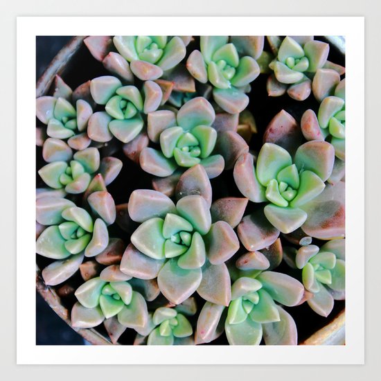 Succulent plants Art Print