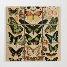 Papillon II Vintage French Butterfly Chart by Adolphe Millot Wood Wall Art