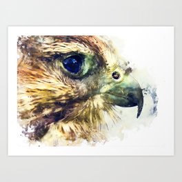 Kestrel Art Print | Illustration, Kestrelart, Animal, Painting, Falco, Vintage, Bird, Watercolorart, Graphic Design, Digital 