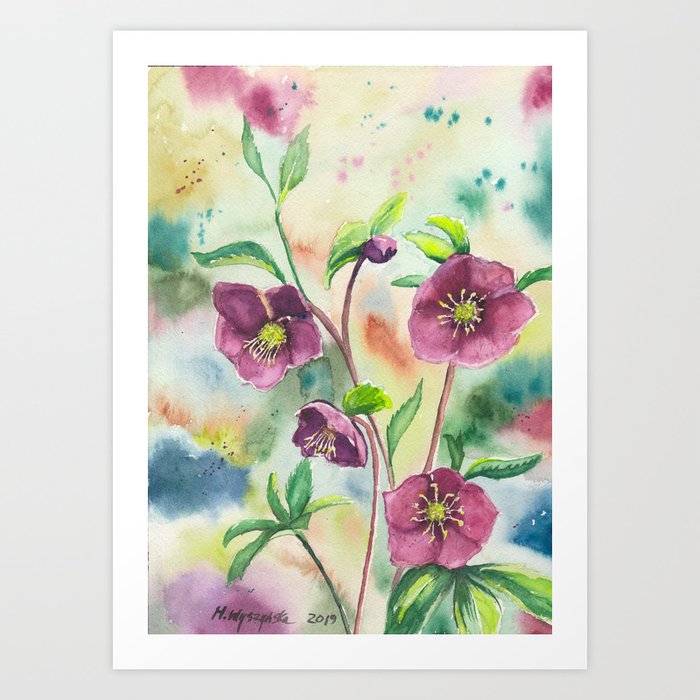 Lenten Roses - Watercolor Painting Art Print