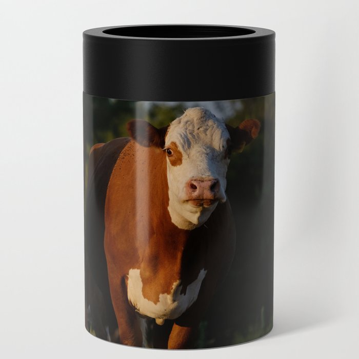Hereford cows on Texas ranch Can Cooler