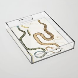 Bengal & Lozenge Snakes Acrylic Tray