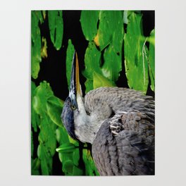 Heron at the lily pond Poster