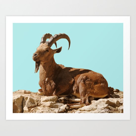 Nubian Ibex Art Print