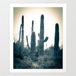 Saguaro Art Print