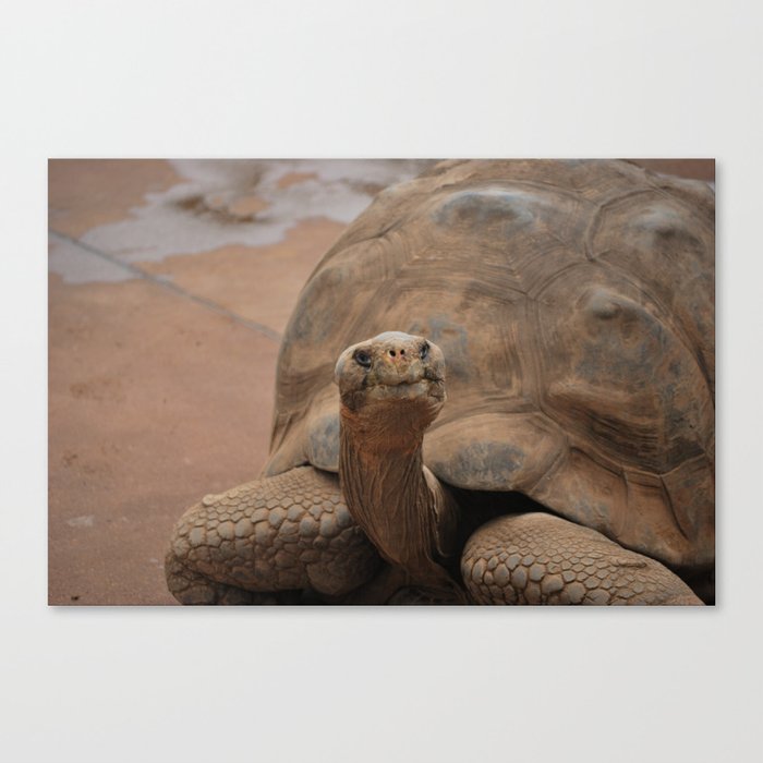 Galapagos Turtle Canvas Print