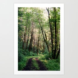 Walk In The Woods Art Print