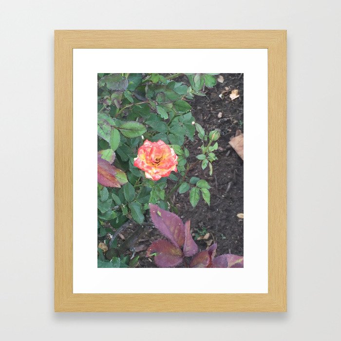 Pink Flower #1 Framed Art Print