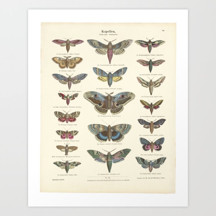 Vintage parchment "Kapellen" with engravings of butterflies and moths, hand-colored, 1800s Art Print