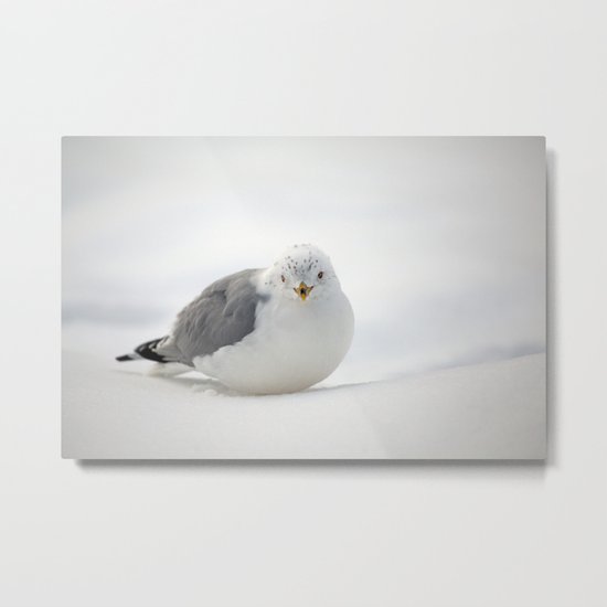 Snow Gull Metal Print