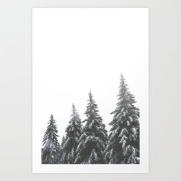 Frozen Spruces Art Print