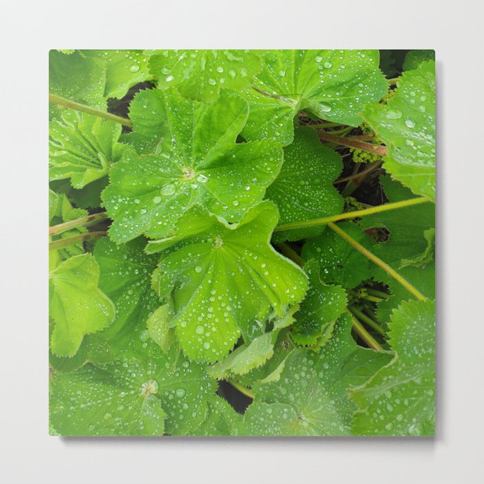 Dew Drops On The Green Leaves Metal Print