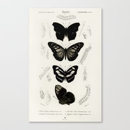 Collection of Butterflies Canvas Print