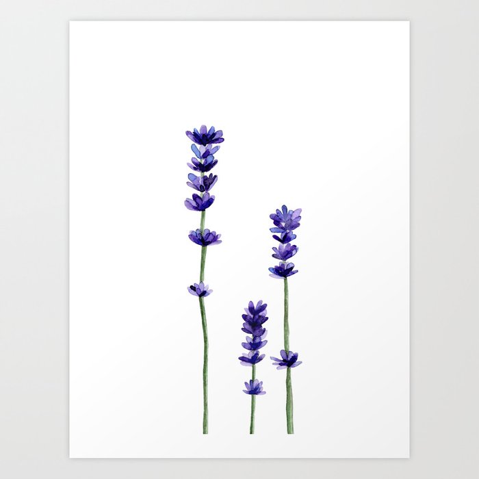 Discover the motif LAVENDER FLOWERS. by Art by ASolo as a print at TOPPOSTER