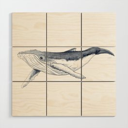 Baby humpback whale (Megaptera novaeangliae) Wood Wall Art