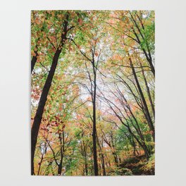 Autumn Forest - Minnesota Poster