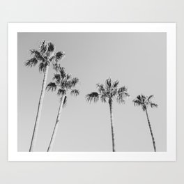 Palm Photography Art Prints For Any Decor Style Society6