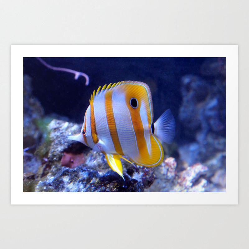 Worldwide tropical fish 2025