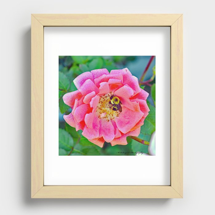 Rose and Bee Recessed Framed Print