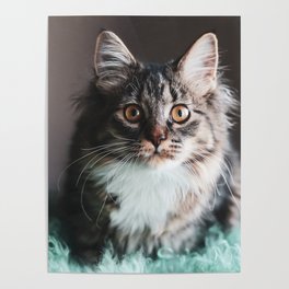 Sweet Kedi II Poster | Animal, Kitten, Catlover, Color, Photo, Cat, Feline, Pet, Kitty 