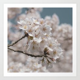 Vintage floral cherry blossom art print- japanes sakura flowers - nature and travel photography Art Print