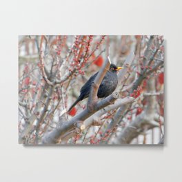 Black Bird Metal Print | Color, Rami, Natura, Birdwatching, Create, Photo, Explore, Merlo, Spring, Primavera 