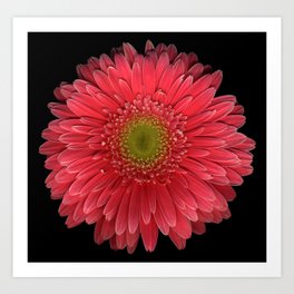 Gerbera Flowers FLORAL  Canvas Art Print Box Framed Picture Wall Hanging BBD 