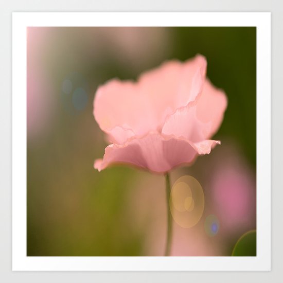 Dreamy Poppy Art Print