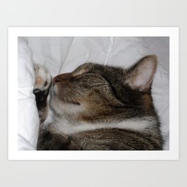 The cat is sleeping in bed Art Print