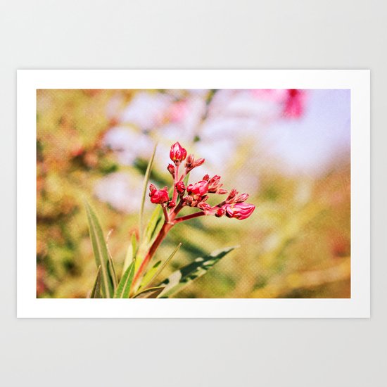 Oleander Art Print