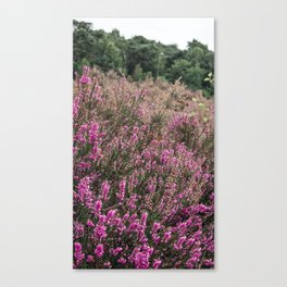 Dutch Heather field - Nature in the Netherlands - Posbank, Veluwe - Purple flower image Canvas Print