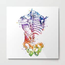 Human Back Muscles and Bones Anatomy Metal Print