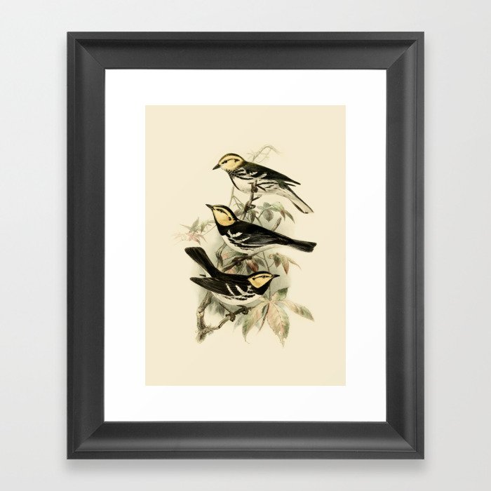Vintage Birds Golden-cheeked Warbler Illustration  Framed Art Print