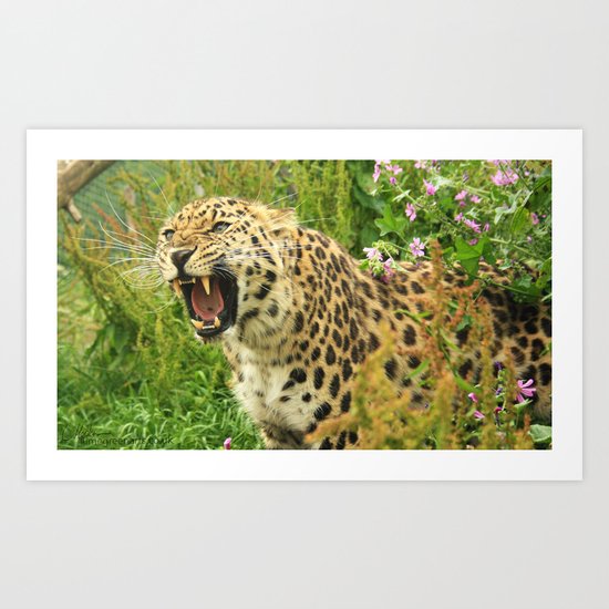 AMUR 03 Art Print