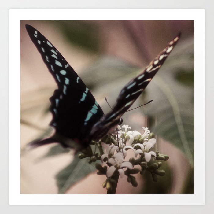 Common Jay Butterfly Art Print
