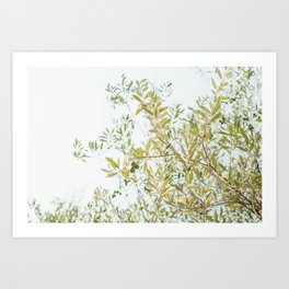 Seville XVII [ Andalusia, Spain ] Summer Olive Tree Light⎪Colorful travel photography Poster Art Print
