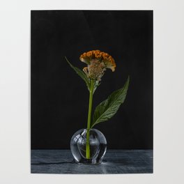 Photo print of orange flower in glass vase against black background Poster