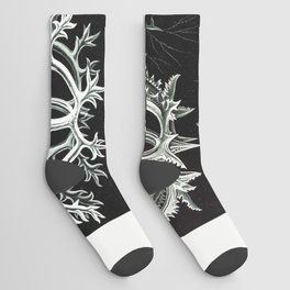 Stephoidea–Ringelstrahlinge from Kunstformen der Natur Socks