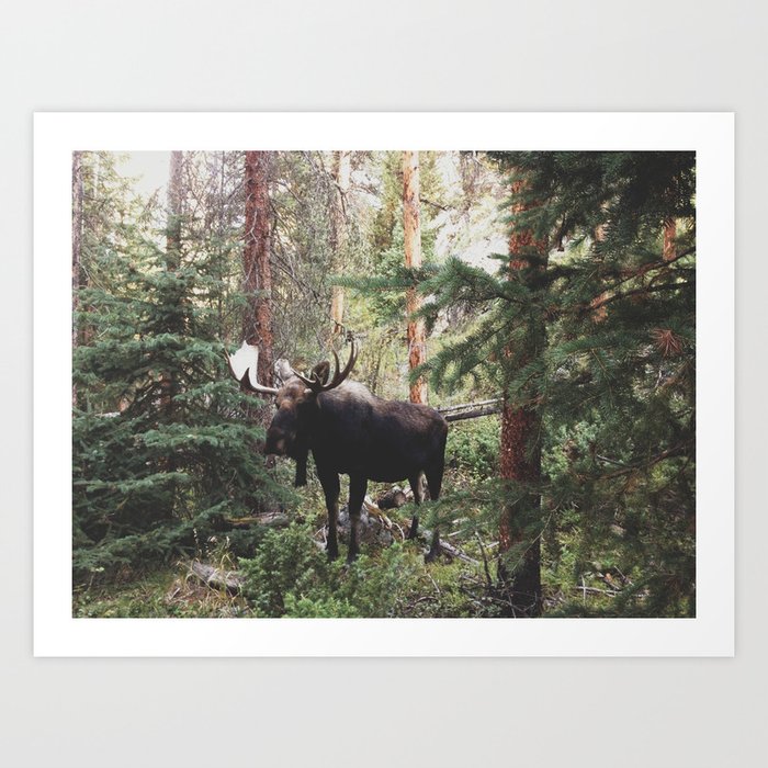 The Modest Moose Art Print