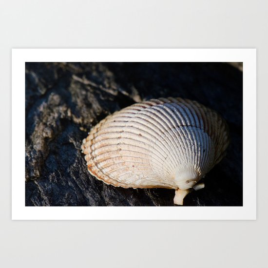 Sun Shell Art Print